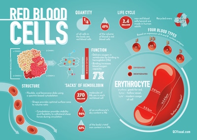 Red blood cell infographic showing structure, hemoglobin, life cycle and types. 