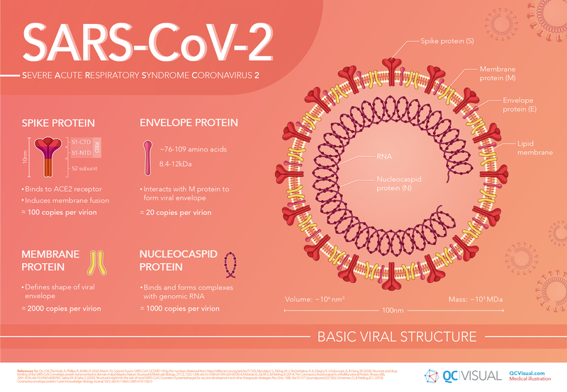 Infographic of basic viral structure and proteins of SARS-CoV-2 