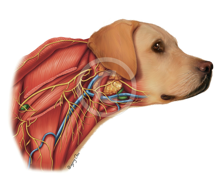Dog Anatomy Dissection 