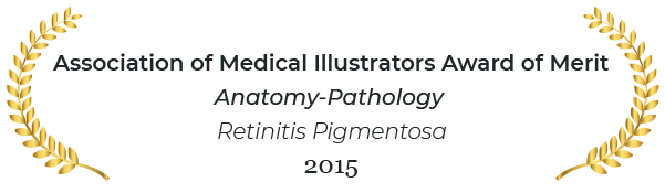Association of medical illustrators award of merit in anatomy and pathology
