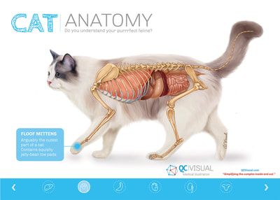 Lateral view of cat with skeleton and main internal organs superimposed