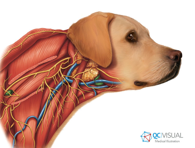 Lateral view of yellow lab dog head with neck musculature anatomy. 