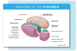 Anatomy of the human thalamus showing nuclei and lamina