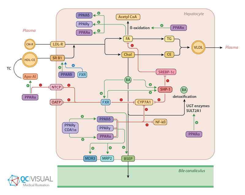 Pathway of cholesterol, bile and VLDL production