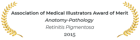Association of medical illustrators award of merit in anatomy and pathology 
