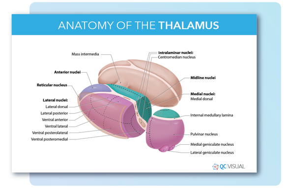 thalamus anatomy showing nuclei with labels