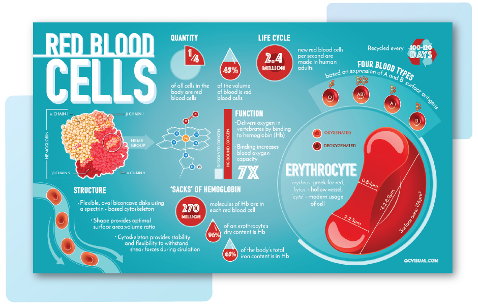 Infographic of main features and structure of red blood cells